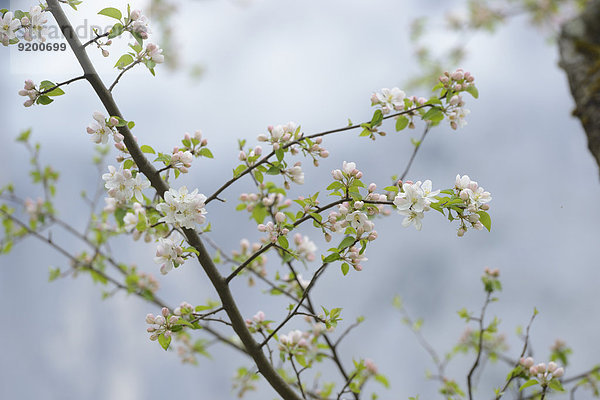 Blühender Apfelbaum