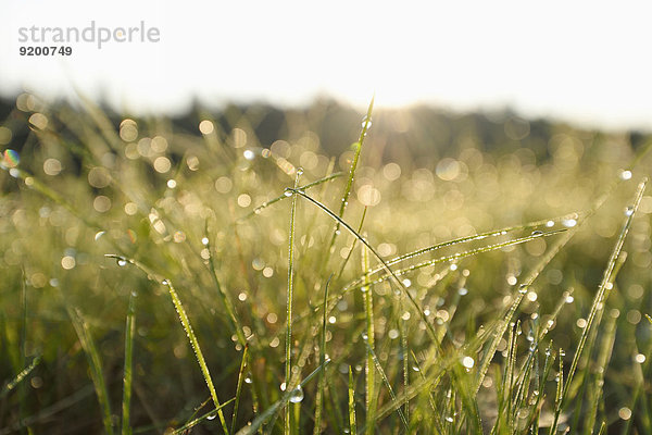 Grashalme mit Wassertropfen auf einer Wiese