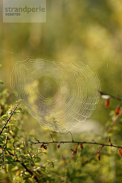 Nahaufnahme eines Spinnenetzes mit Tautropfen