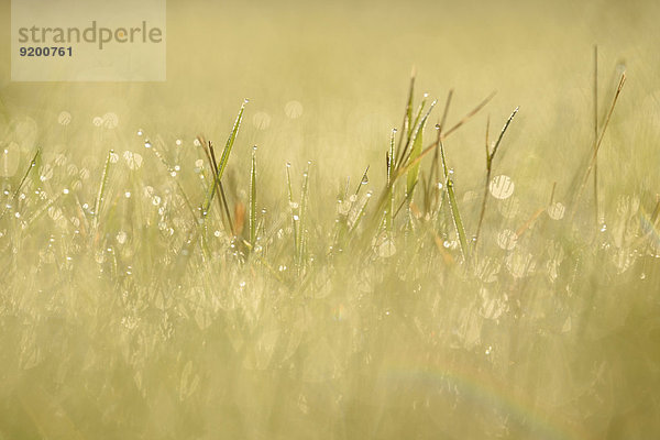 Grashalme mit Wassertropfen auf einer Wiese