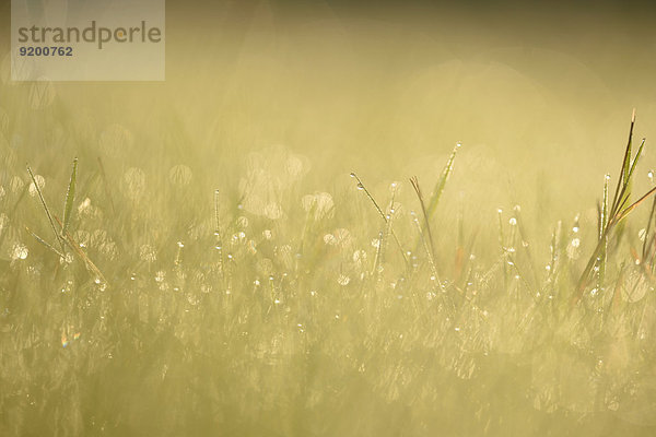 Grashalme mit Wassertropfen auf einer Wiese