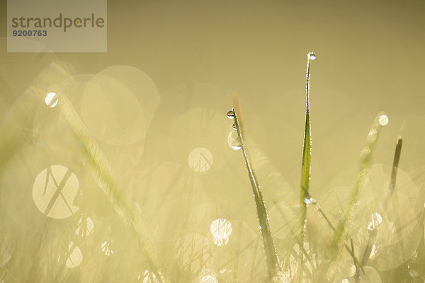 Grashalme mit Wassertropfen auf einer Wiese