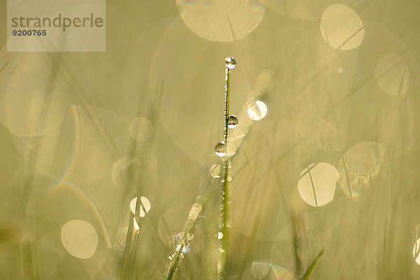 Grashalme mit Wassertropfen auf einer Wiese