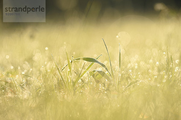 Grashalme mit Wassertropfen auf einer Wiese