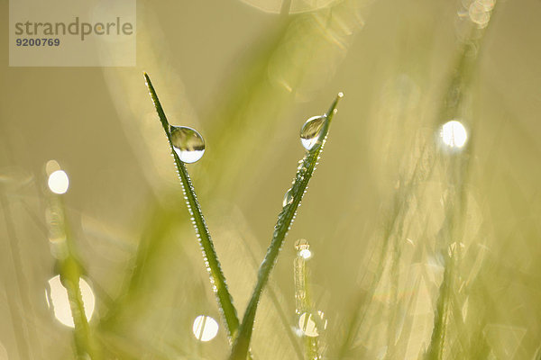 Grashalme mit Wassertropfen auf einer Wiese