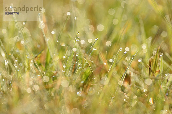 Grashalme mit Wassertropfen auf einer Wiese