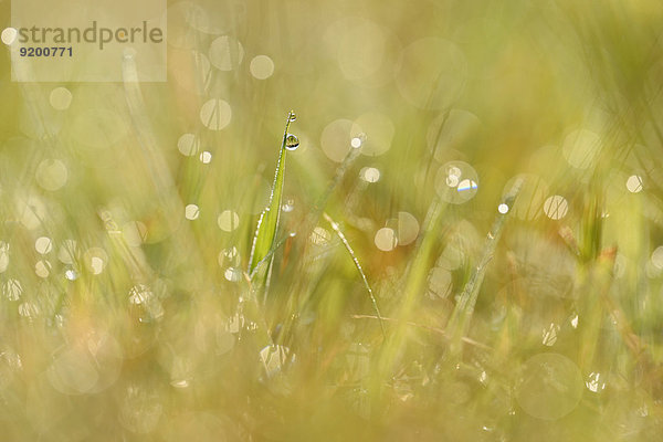 Grashalme mit Wassertropfen auf einer Wiese