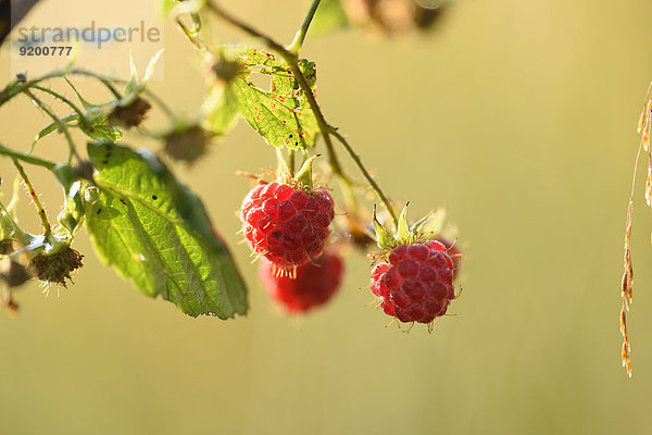 Himbeeren am Strauch