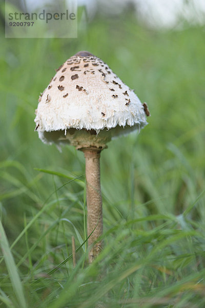 Parasol wächst auf einer Wiese