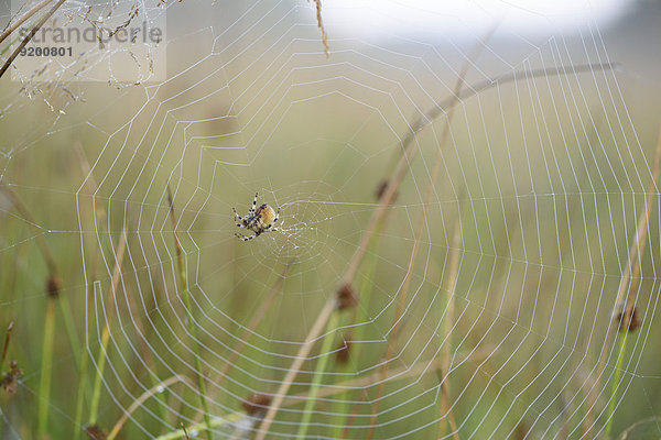 Nahaufnahme einer Spinne im Spinnenetz mit Tautropfen