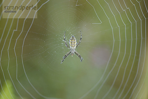 Nahaufnahme einer Spinne im Spinnenetz mit Tautropfen