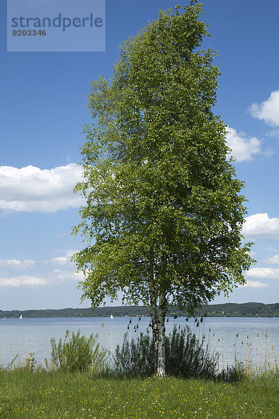 Baum am Starnberger See  Bayern  Deutschland