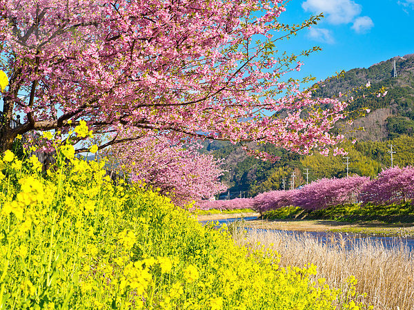 Kirschblüte