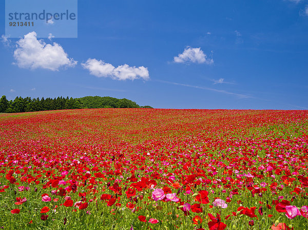 Blume Himmel Garten