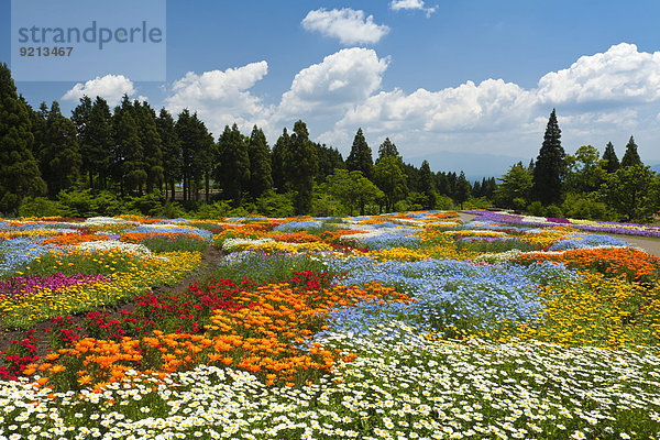 Blume Himmel Garten