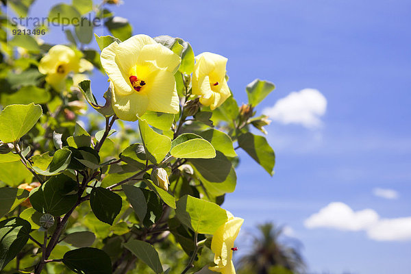 Flower close-up