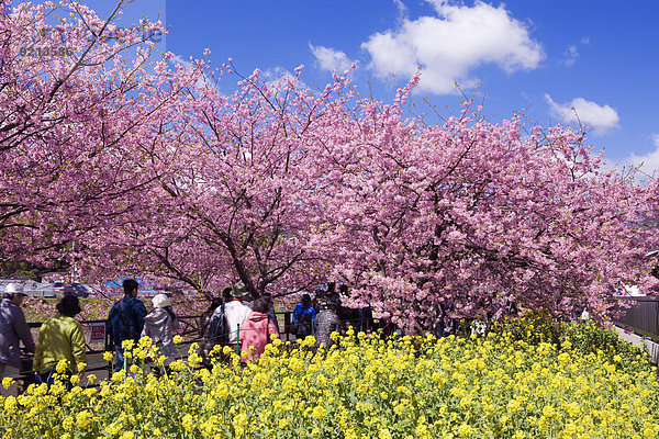 Kirschblüte