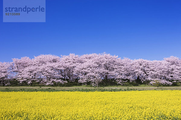 Kirschblüte