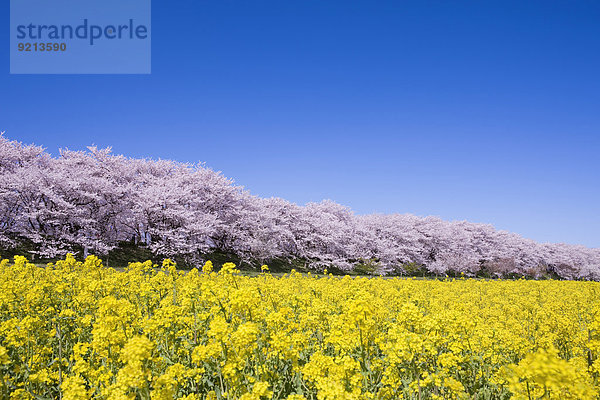 Kirschblüte