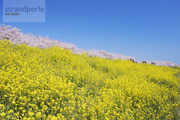 Kirschblüte