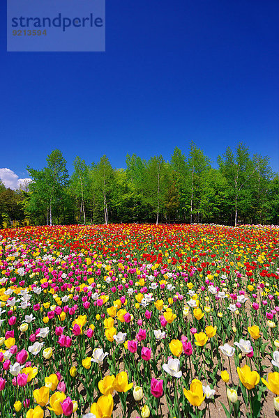 Blume Himmel Garten