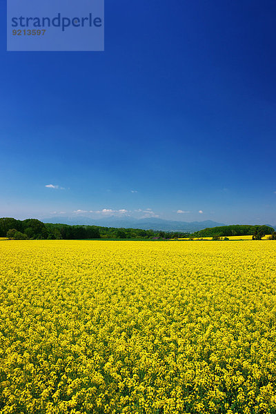 Blume Himmel Garten