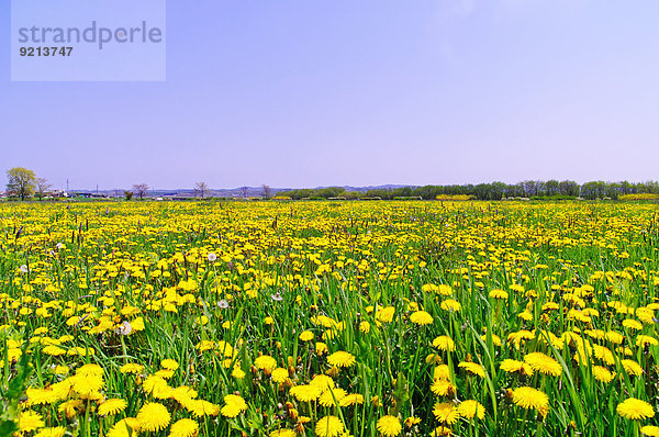 Blume Himmel Garten