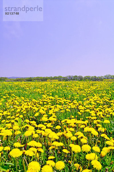 Blume Himmel Garten