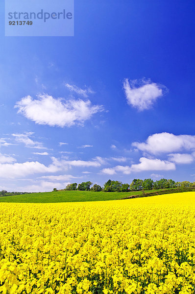 Blume Himmel Garten