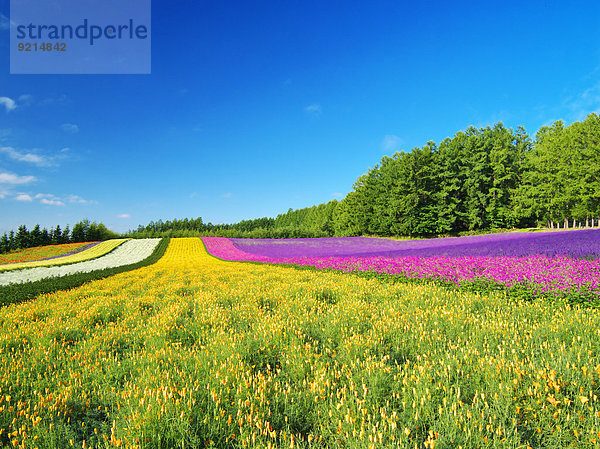 Blume Himmel Garten