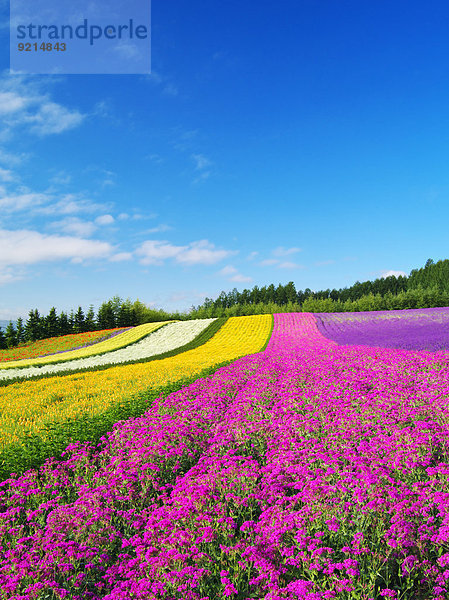 Blume Himmel Garten