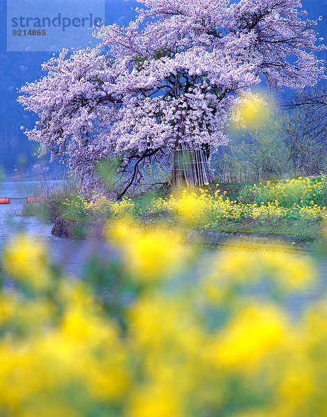 Kirschblüte