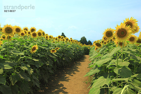 Sonnenblumenfeld