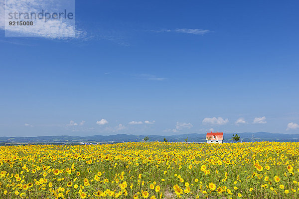 Blume Himmel Garten