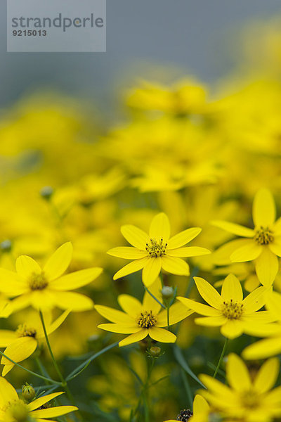 Flower close-up