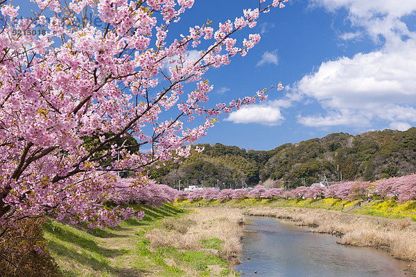 Kirschblüte