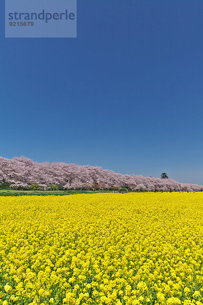 Kirschblüte