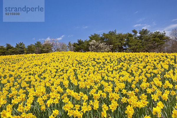 Blume Himmel Garten