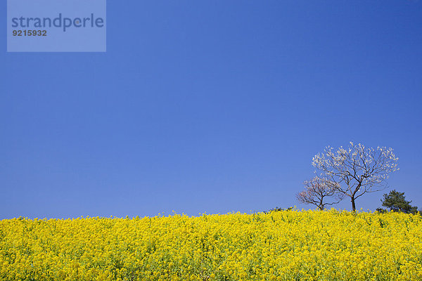 Blume Himmel Garten