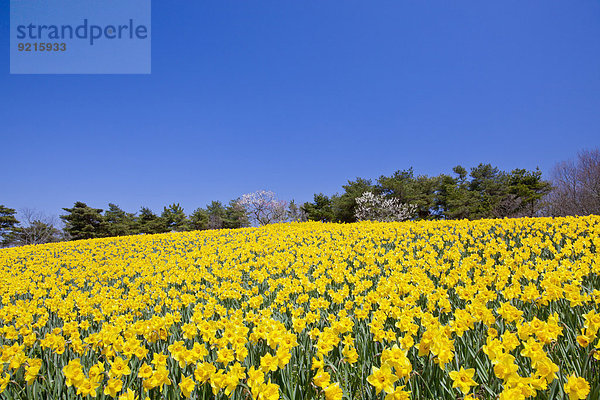 Blume Himmel Garten