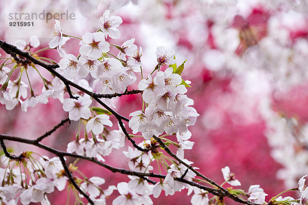 Kirschblüte