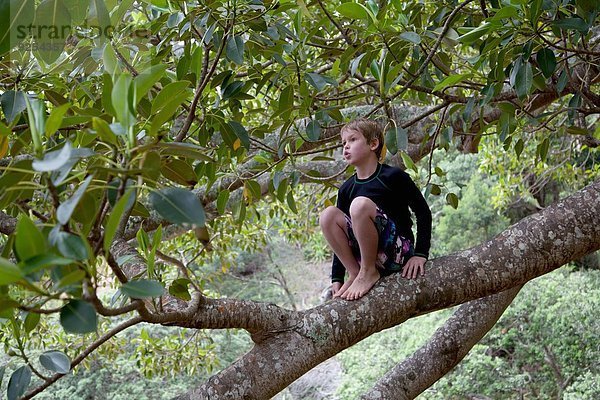 Junge im Baum sitzend und starrend