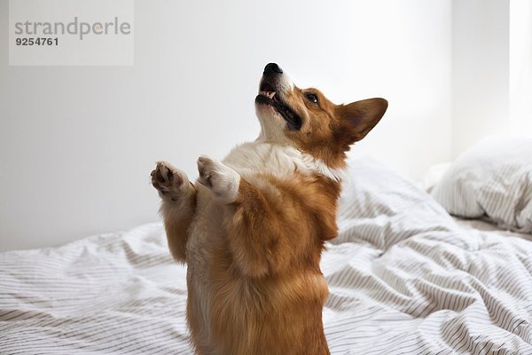 Porträt eines niedlichen Corgi-Hundes  der auf den Hinterbeinen auf dem Bett balanciert.