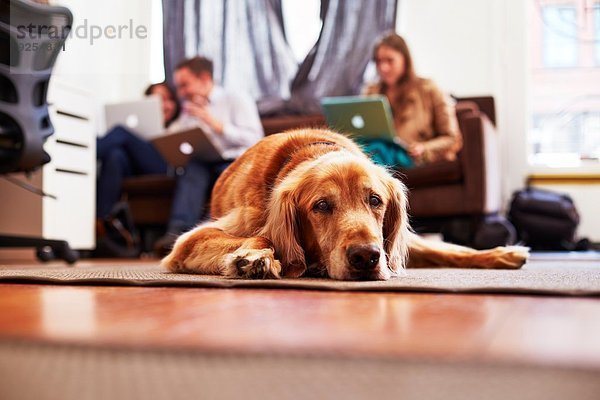 Porträt eines gelangweilten Hundes auf einem Teppich liegend  Menschen auf Laptops im Hintergrund