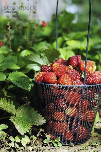 Erdbeeren im Drahtkorb auf dem Feld