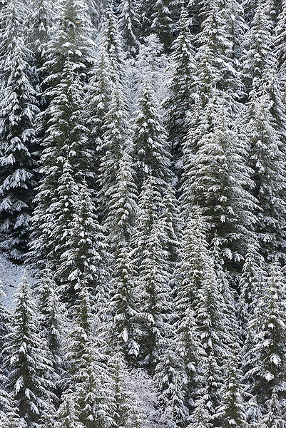Winter Wald Ansicht Erhöhte Ansicht Aufsicht heben