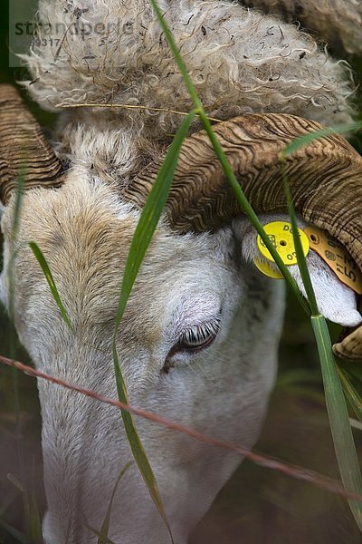 Lebendiges Schaf mit Ohrmarke (Close Up)