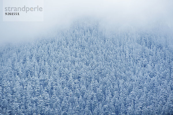 Baum Schnee Ansicht Luftbild Fernsehantenne