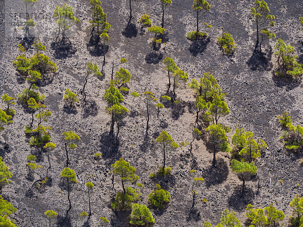 Spanien  Kanarische Inseln  La Palma  Fuencaliente  Kanarische Kiefern  Pinus canariensis  Krater San Antonio