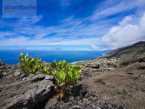 Spanien  Kanarische Inseln  La Palma  Euphorbia an der Südküste bei Las Indias